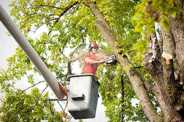 Best Leaf Removal  in Pamplico, SC